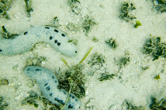 sea cucumbers